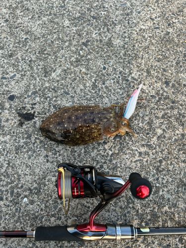 コウイカの釣果