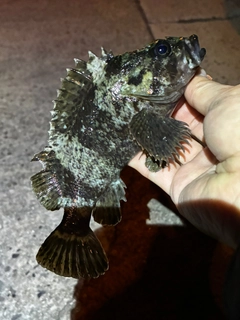 ムラソイの釣果