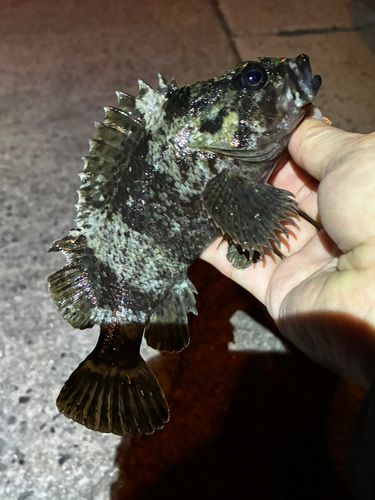 ムラソイの釣果
