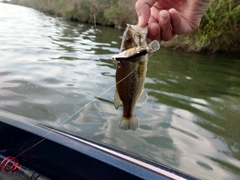 ラージマウスバスの釣果
