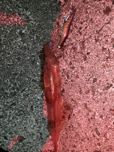 ヤリイカの釣果