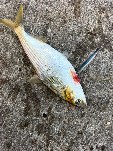コノシロの釣果