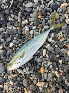 コゾクラの釣果