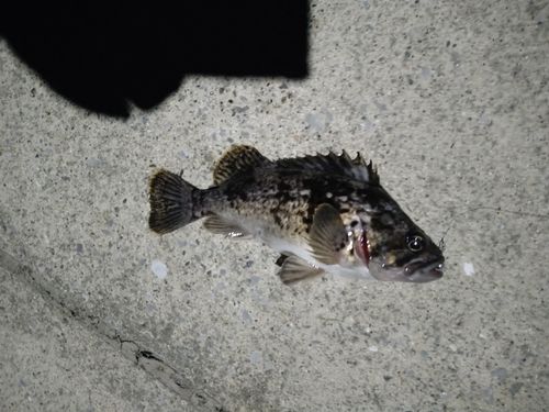 ソイの釣果