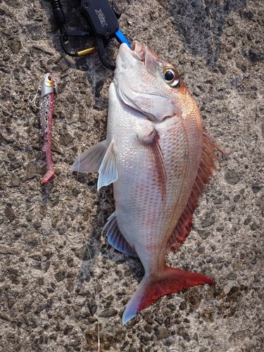 マダイの釣果