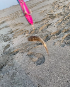 メゴチの釣果