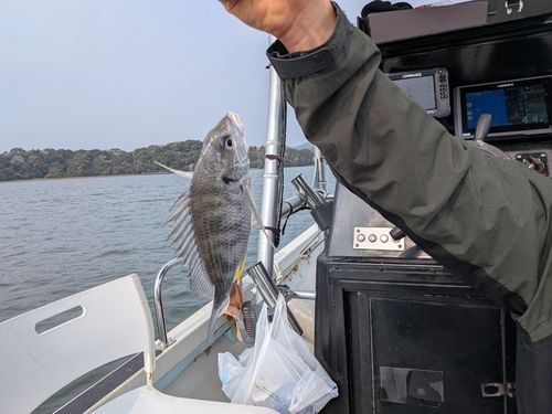 キビレの釣果