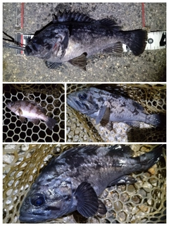 クロソイの釣果