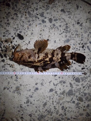 ベッコウゾイの釣果