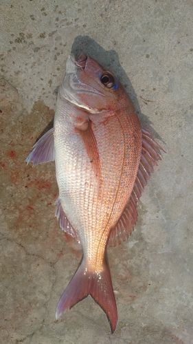 マダイの釣果