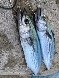 サゴシの釣果