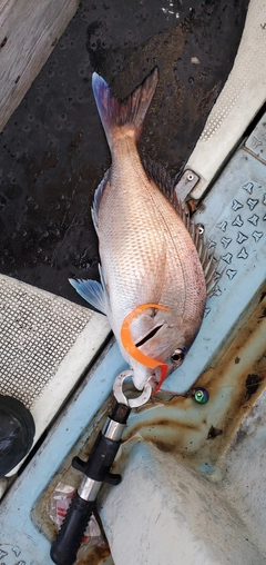 タイの釣果