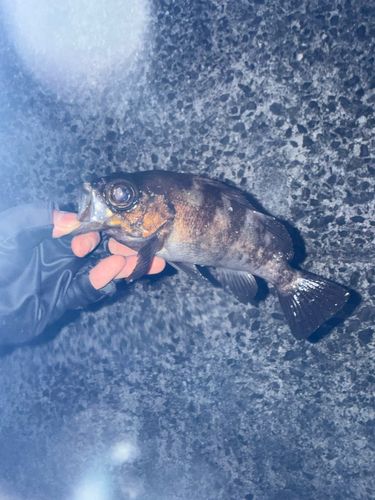 メバルの釣果