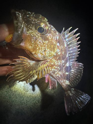 カサゴの釣果