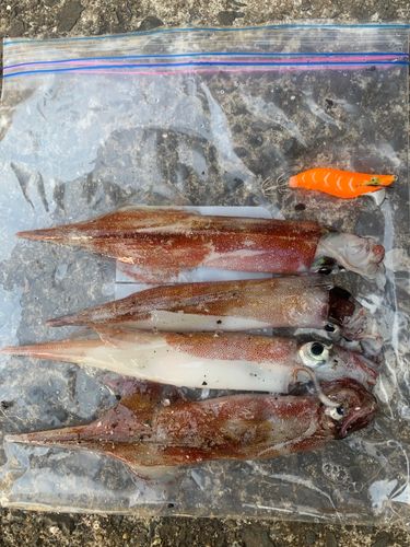 ササイカの釣果