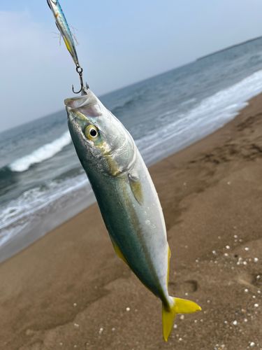 コゾクラの釣果