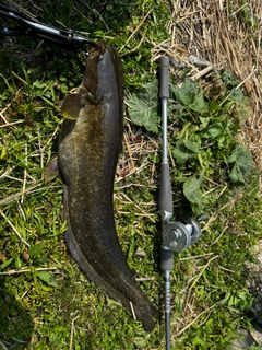 ナマズの釣果