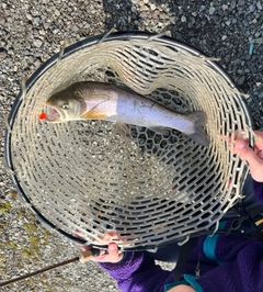 ニジマスの釣果
