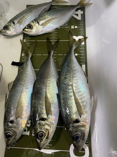 アジの釣果