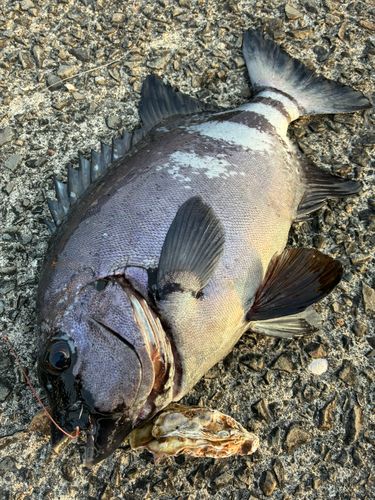 イシダイの釣果