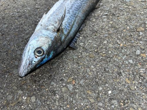 サゴシの釣果