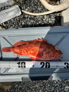 ウッカリカサゴの釣果