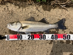 フッコ（マルスズキ）の釣果