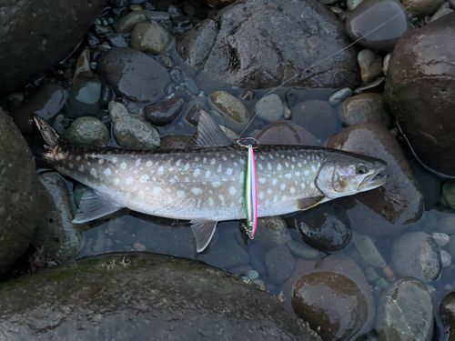 アメマスの釣果