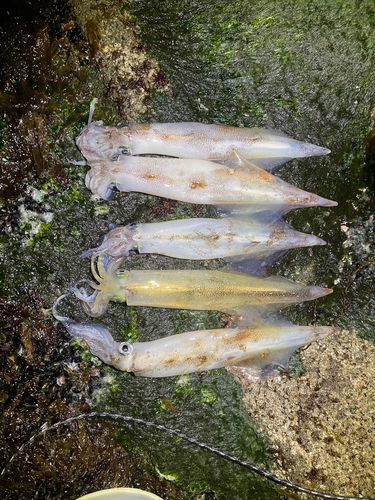 ヤリイカの釣果