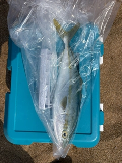 ハマチの釣果