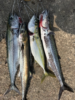 サゴシの釣果