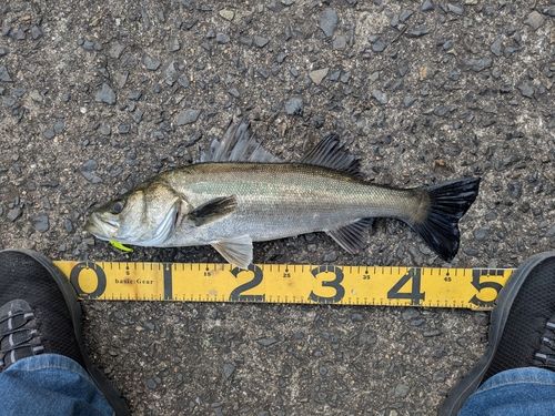 スズキの釣果