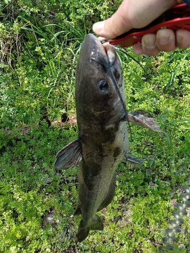 アメリカナマズの釣果