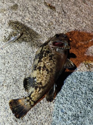 ソイの釣果