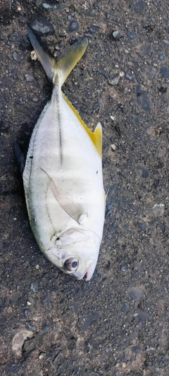 メッキの釣果