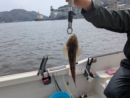 コチの釣果