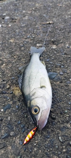 セイゴ（マルスズキ）の釣果