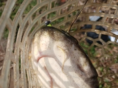 ナマズの釣果