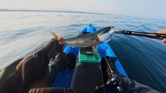 ツバスの釣果