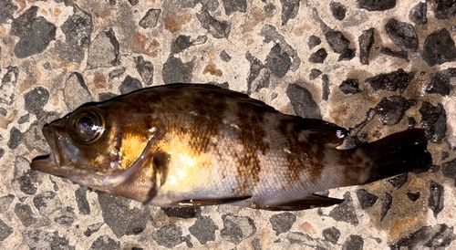 メバルの釣果