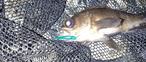 アカメバルの釣果