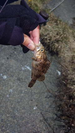 クロソイの釣果