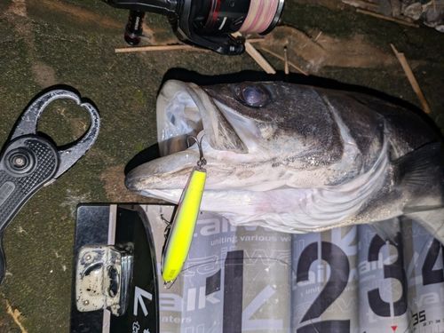 フッコ（マルスズキ）の釣果