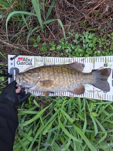 スモールマウスバスの釣果