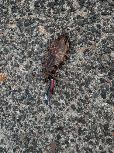 コウイカの釣果