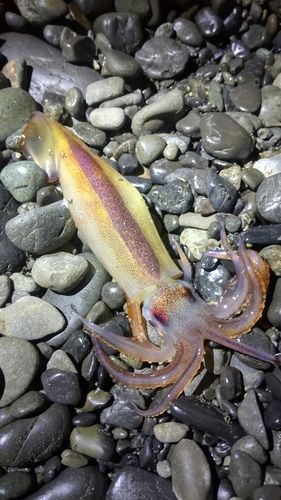 スルメイカの釣果