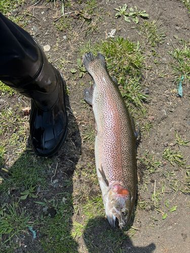 ニジマスの釣果
