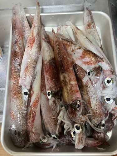 ヤリイカの釣果