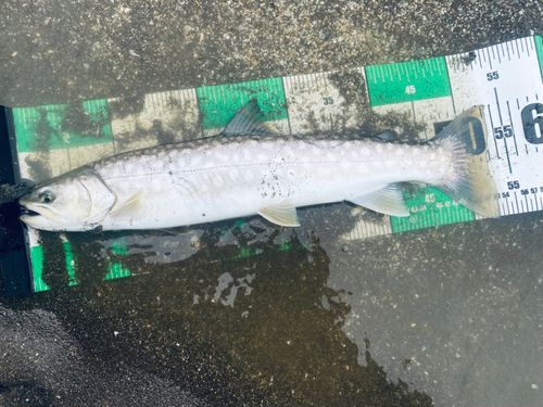 アメマスの釣果