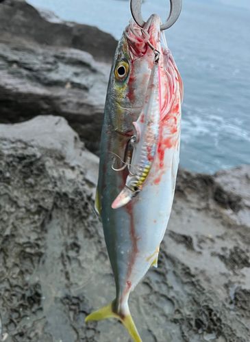 ツバスの釣果